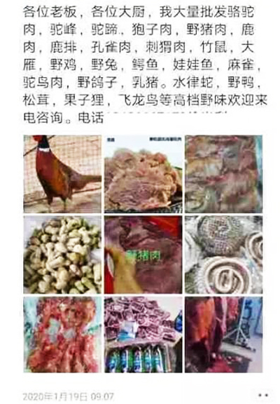 微信严惩利用个人帐号发布野生动物等违禁品售卖信息