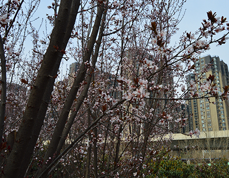 园林绿化苗木01