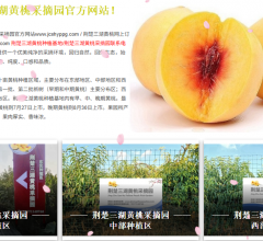 荆楚三湖黄桃采摘园