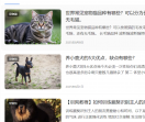 宠物网