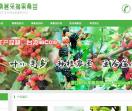桑葚采摘园