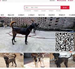 猎犬网