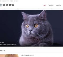 英国短毛猫