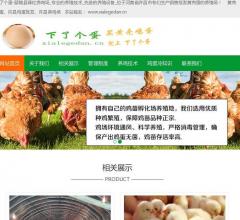 许昌养鸡场